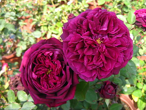 Hoa hồng The prince